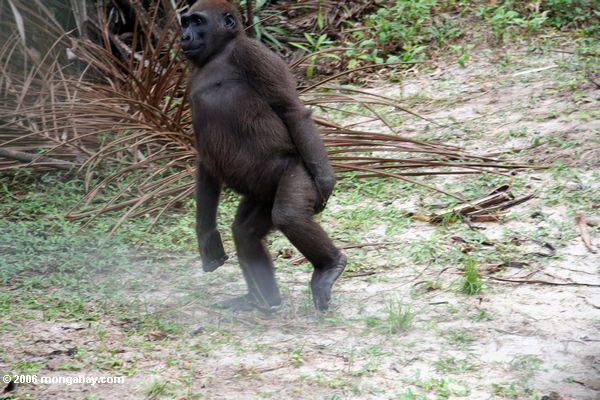 Tanzende Gorilla (Teil 4)
