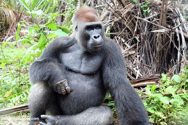 Männlicher silverback Gorilla stützende