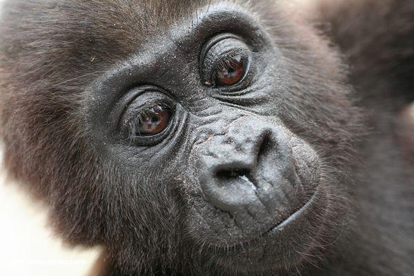 Oben auf Babygorilla Evengue-Gorillas