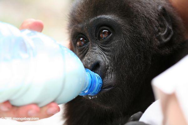 Herauf das Gesicht schließen, das vom Babygorilla geschossen wird, der von den Flasche Evengue-Gorillas