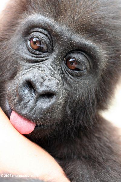 Herauf den Kopf schließen, der vom Babygorilla geschossen wird, der die Hand ein Wächter der Evengue-Gorillas