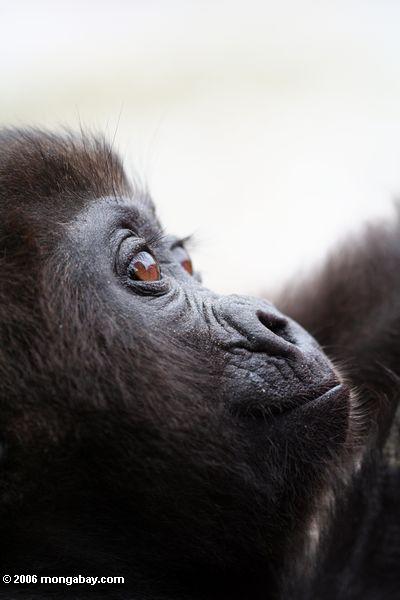 Babygorilla, der in Richtung zu den Himmel Evengue-Gorillas
