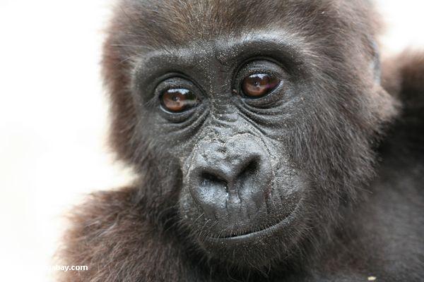 赤ちゃんgorilla (ゴリラゴリラ)