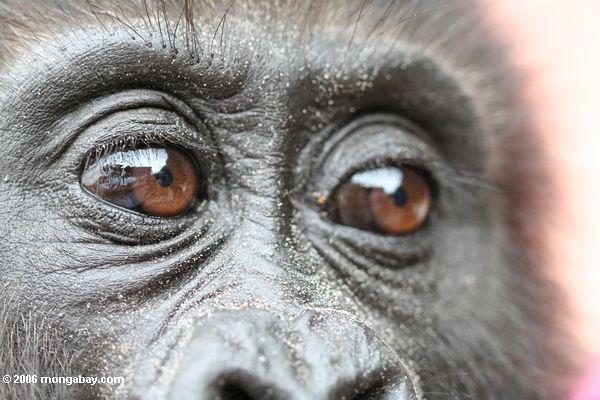 Oben auf Augen des jungen Gorillas an den Rehabilitationmitte Evengue-Gorillas