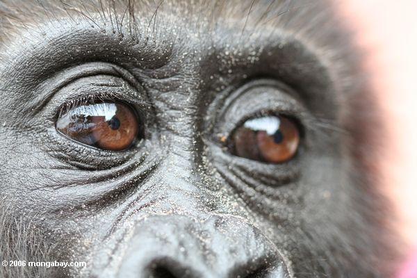 Fechar acima nos olhos do gorilla novo no centro da reabilitação