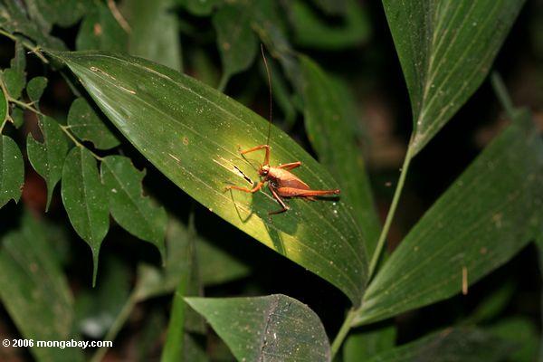 Braunes katydid beschmutzt mit Taschenlampe nachts