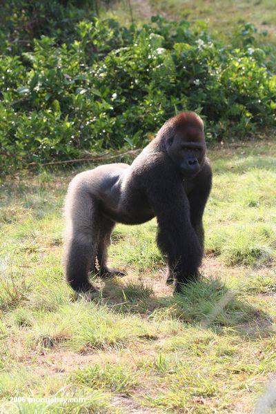 Silverback Gorilla im Profil mit gewölbten zurück