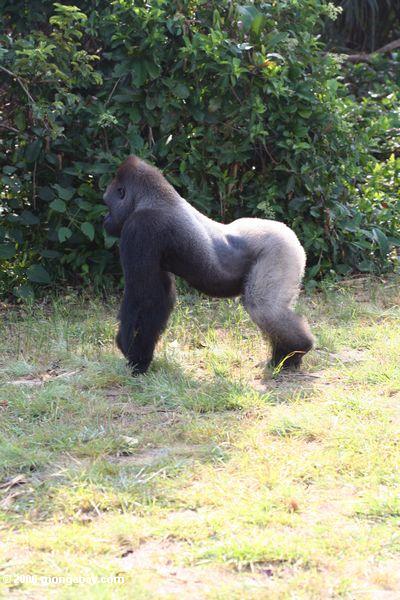 Silverback Gorilla in den Profil