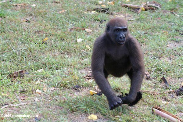 Junger Gorilla laufende