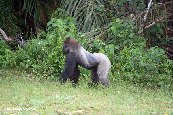 Сильвербэк горилла отображения белые волосы