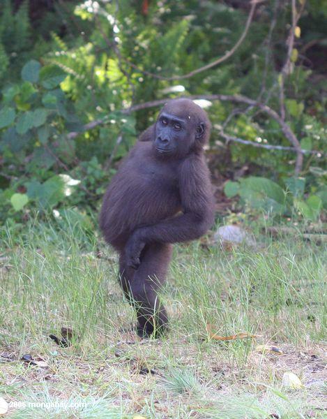 Junger männlicher Gorilla, der mit Bauch heraus Evengue-Gorillas