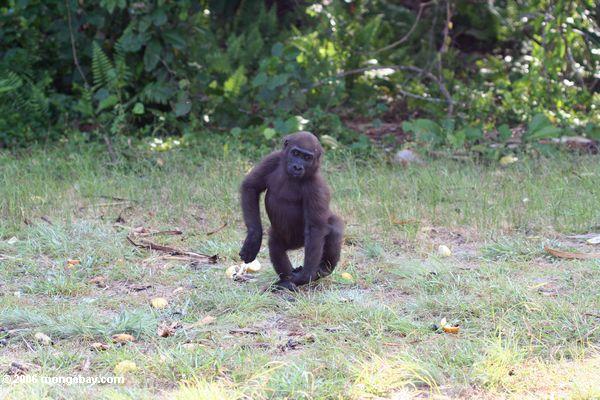 Junger männlicher Gorilla tanzende