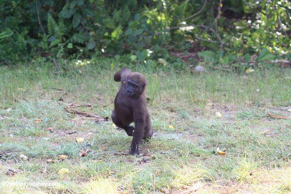 Junger männlicher Gorilla laufende
