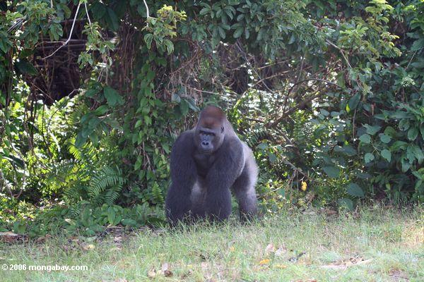 Silverback Gorilla auf Waldrand