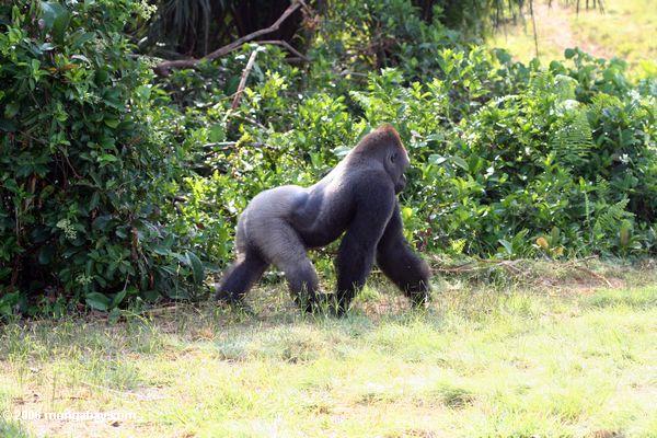 Männliche silverback Gorilla