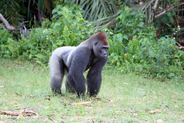 Silverback Gorilla in den Gabun