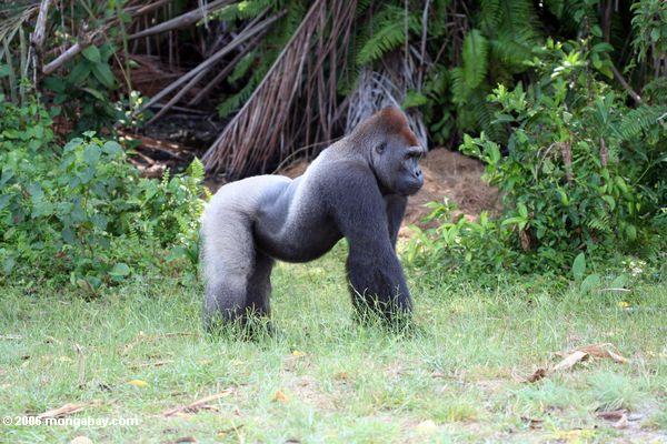 Silverback Gorilla nahe Waldrand in den Gabun