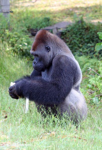 Silverback Gorillas, die ein Betriebseintragfaden Evengue-Gorillas
