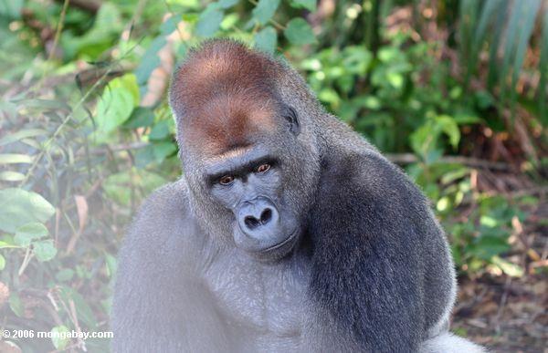 Silverback Gorilla mit ein verärgerten Blick