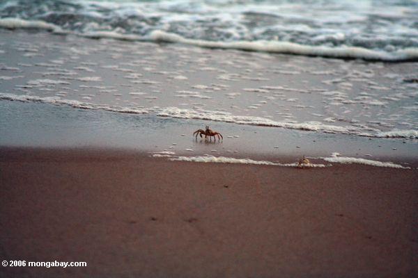 scurrying крабов на пляже