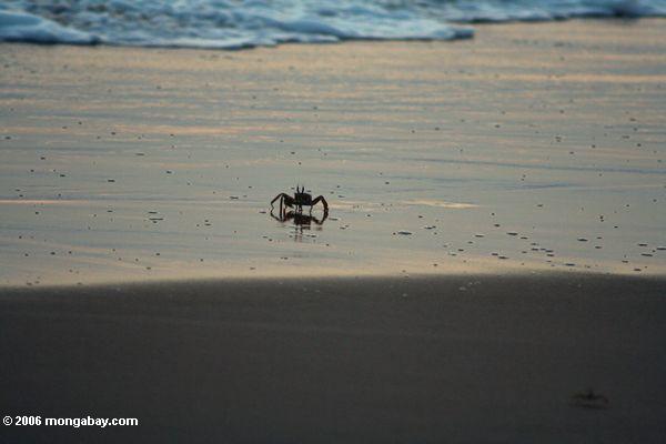 Krabbe auf Strand am Sonnenuntergang