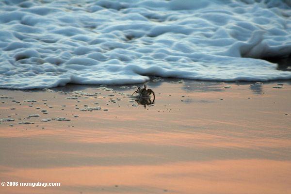 морская пена приближается краба на пляже