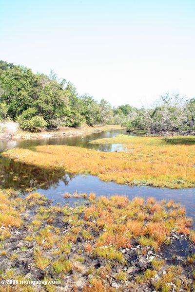 Swampy Savanne in Loango