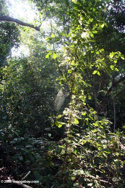 Rainforest Oekosystem in Gabun