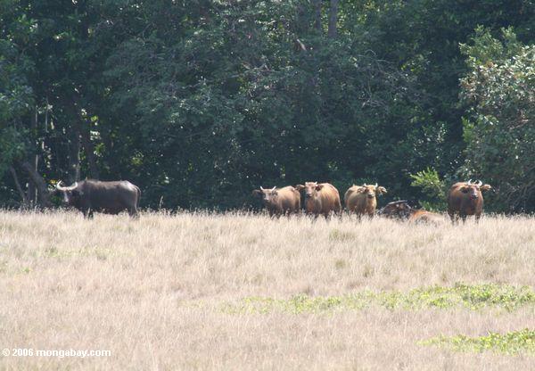 サバンナの森林水牛