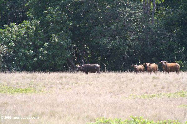 лесных буйволов по саванне в Габоне