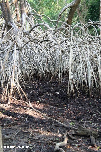 Weiße Mangroven