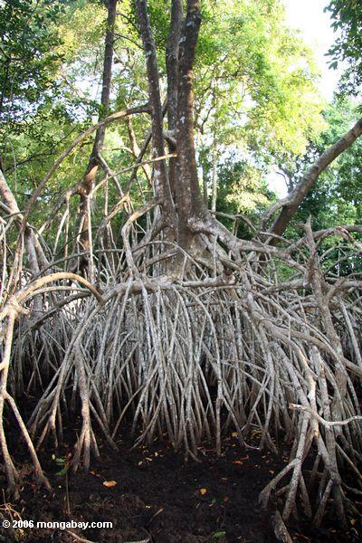 Weiße Mangroven am niedrigen Wasser