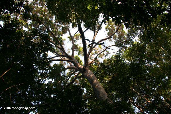Schauen herauf den Stamm eines überdachungbaums in Gabun