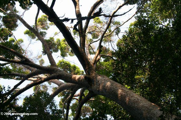 Rainforest überdachungbaum in Gabun
