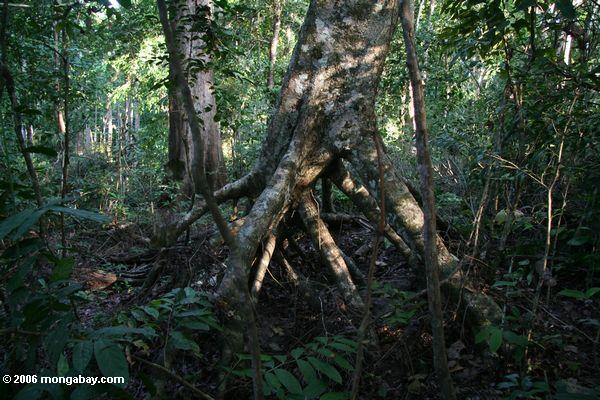 熱帯雨林の木の支柱根