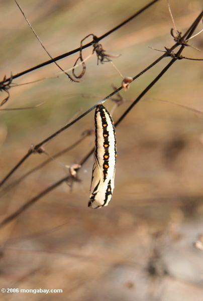 Schmetterling Chrysalis fand auf einem Savannegras in Gabun