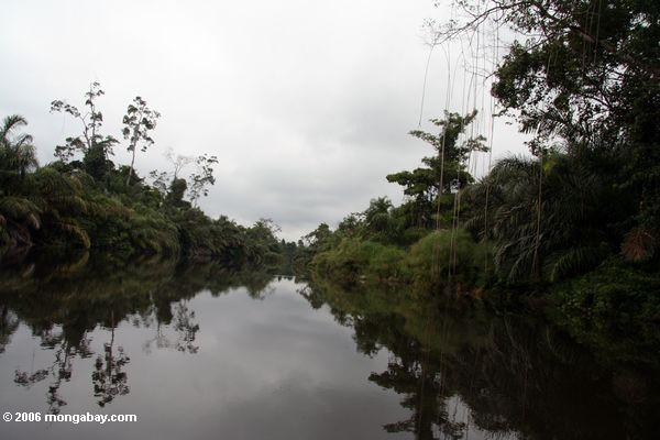 Dschungel entlang dem Fluß, der zu Akaka Akaka