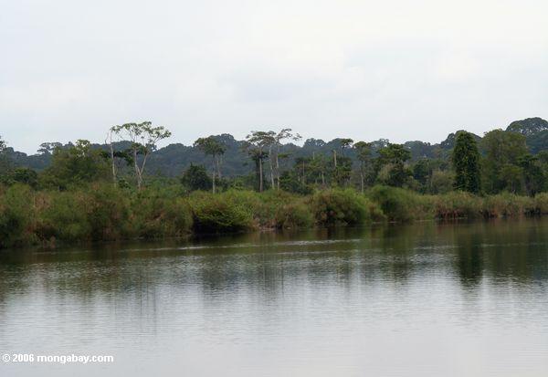 Tropisches rainforest Loango des Nationalparks in Gabun