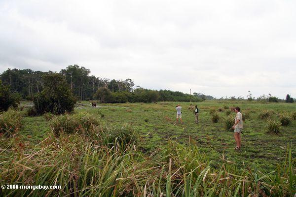 Turistas que prestam atenção a um elepahnt da floresta em Gabon