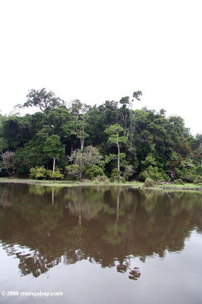 O mais rainforest tropical em Gabon