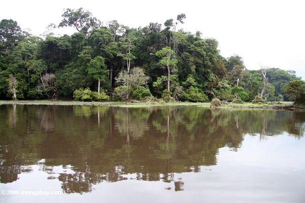 Tropisches rainforest in Gabun