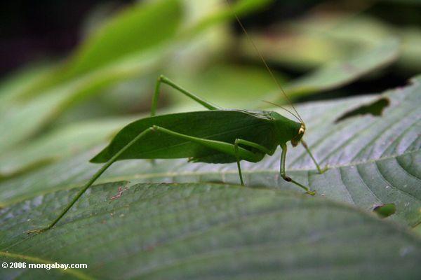 Grünes katydid auf einem Blatt