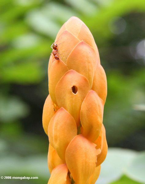 Ameise auf einer orange Blume