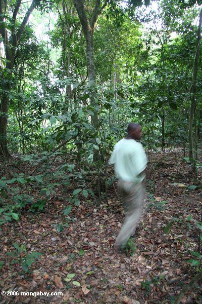 エコツーリストガイドには、ガボンの熱帯雨林の中を歩く