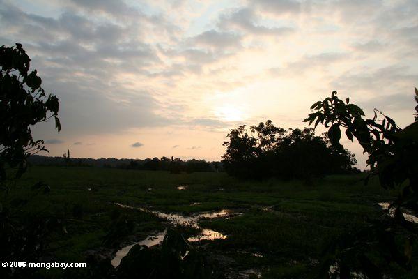 Swampy Savanne Akaka des Sonnenuntergang