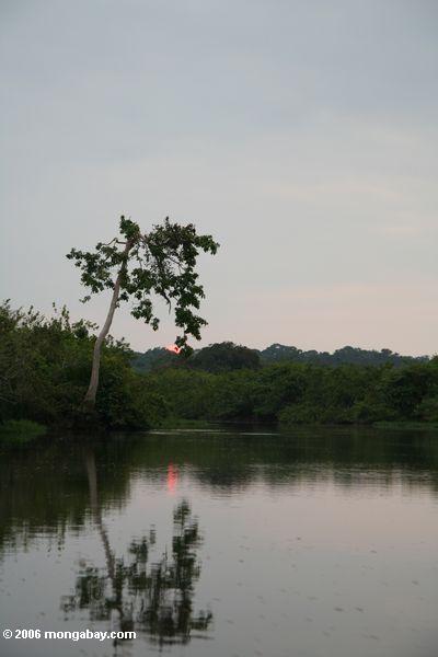 Rainforest Fluß am Sonnenuntergang