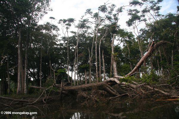 Baumfall in einen Regenwaldfluß