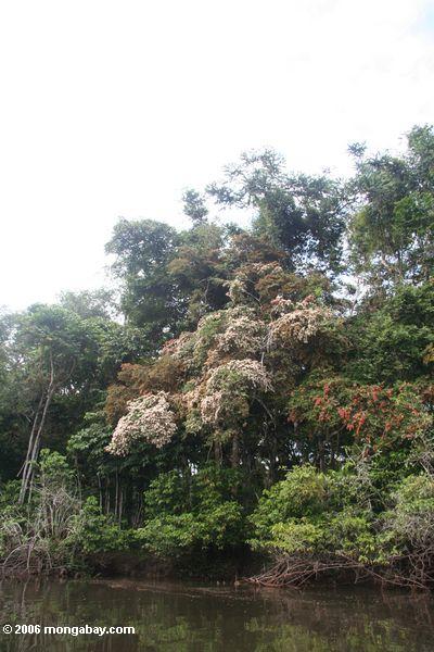 開花熱帯雨林の木