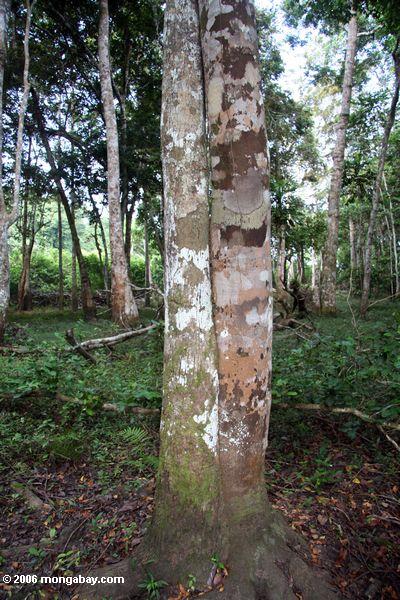 Zwei Bäume, die scheinbar aus dem gleichen Stamm Akaka heraus