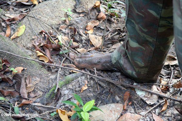 ガイドは、ガボンの熱帯雨林の中を素足で数多くの寄生虫は、森林土壌に存在するにもかかわらず、歩く